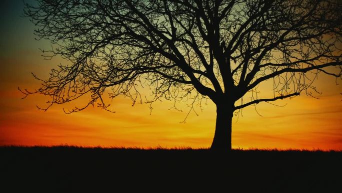 橘黄色日出的天空映衬着乡村田野里树的剪影