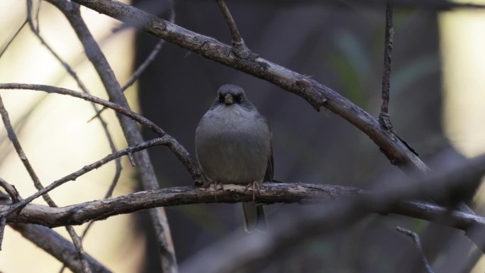 黄眼Junco，亚利桑那州