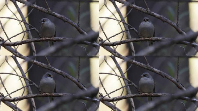 黄眼Junco，亚利桑那州