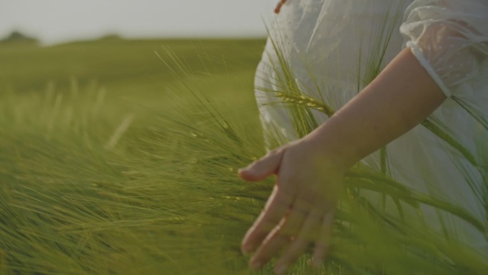 孕妇的手走在田园诗般的绿色麦田里