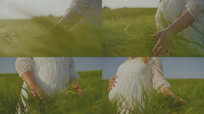 孕妇的手走在田园诗般的绿色麦田里