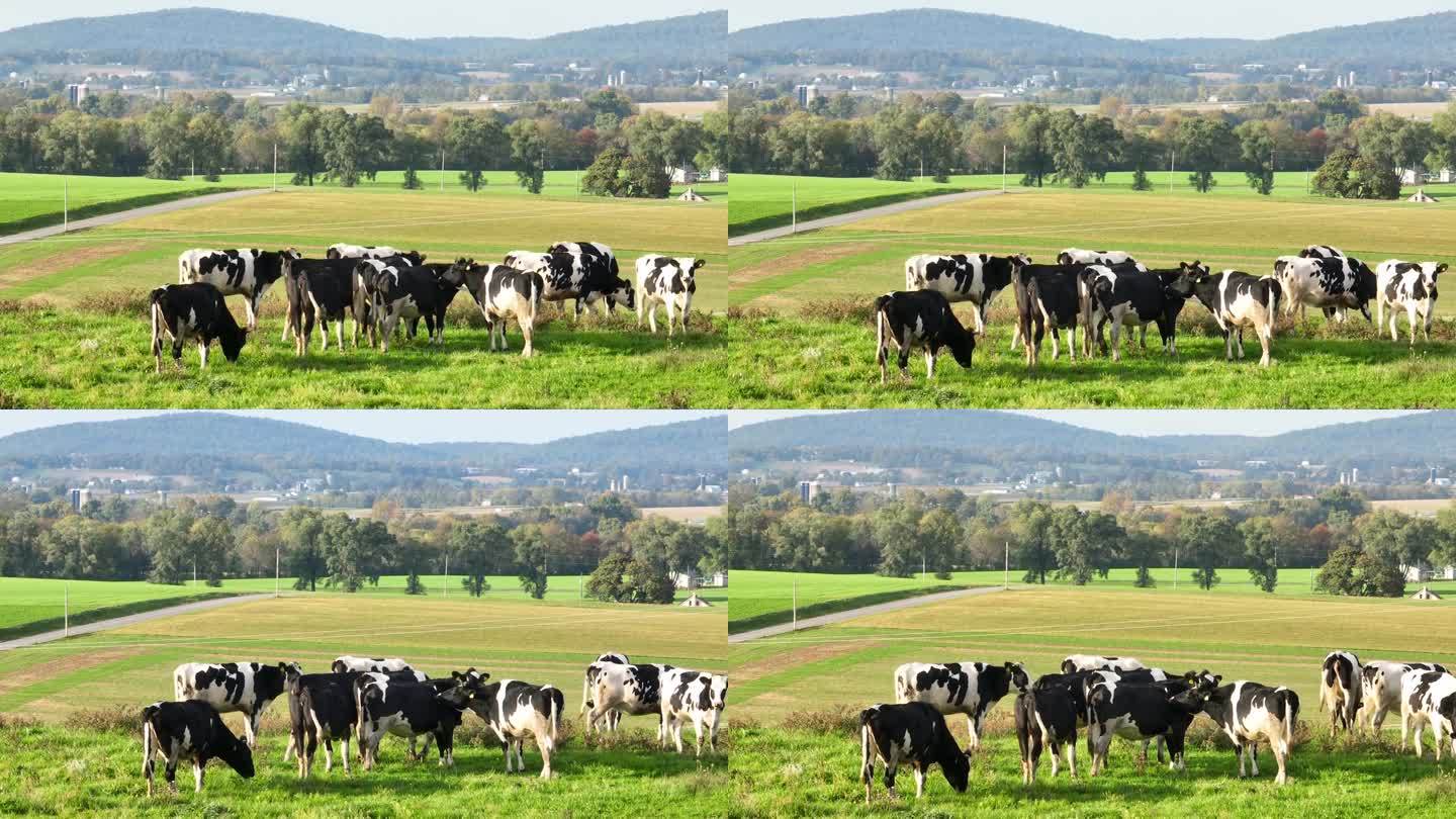 美国农村的牛。夏季荷斯坦奶牛在绿色牧场上吃草的鸟瞰图。