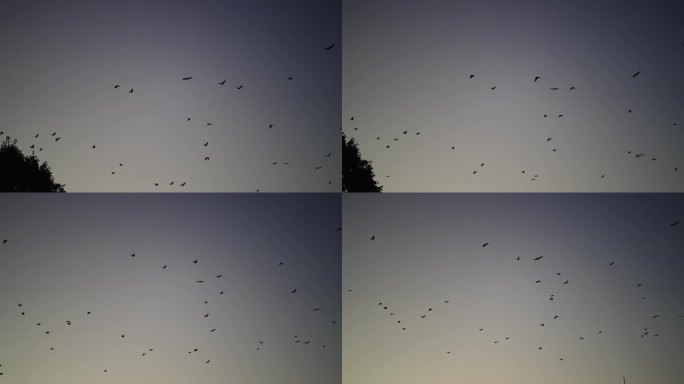 乌鸦群鸟的剪影映着夕阳的天空，慢动作
