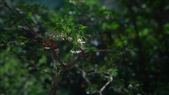 在马来西亚槟城岛上的蝴蝶农场兼博物馆Entopia，一只蝴蝶挂在树枝上的慢动作镜头。