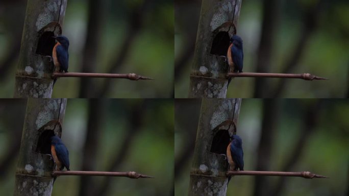 一只名叫捕蝇虫的蓝羽鸟正在竹巢里监视它的幼鸟