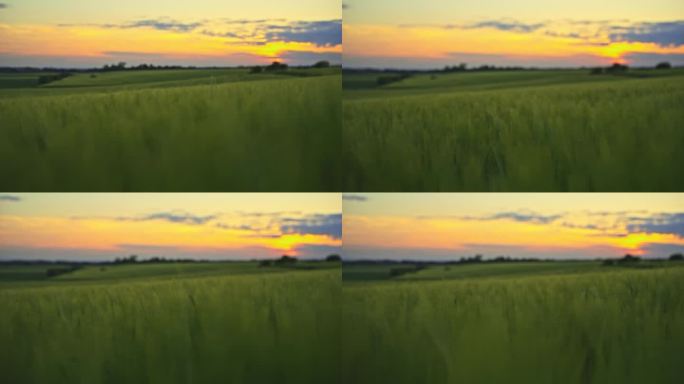 淘金镜头拍下了日出时田园般的绿色春日麦田
