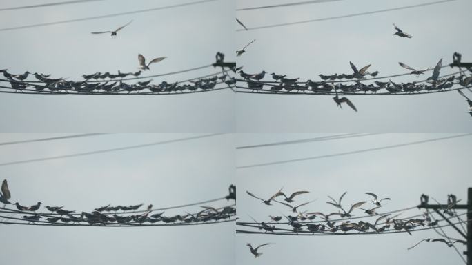 电线上休息的海鸥-升格动画