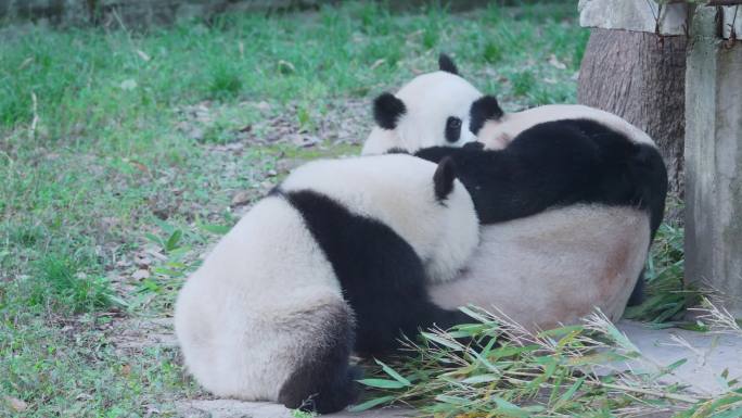大熊猫打架玩耍