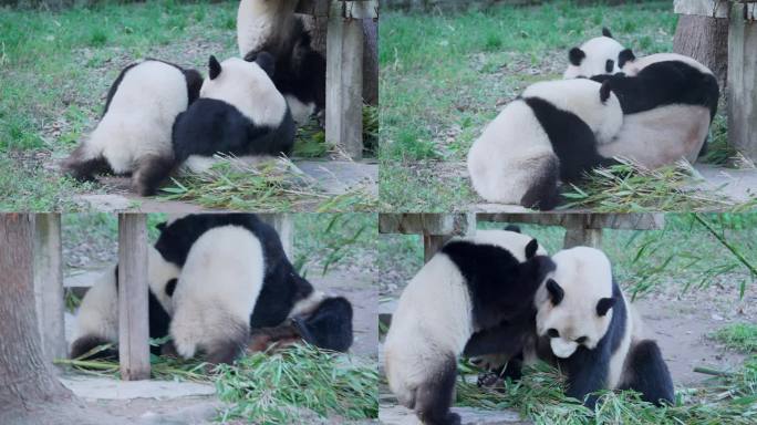 大熊猫打架玩耍