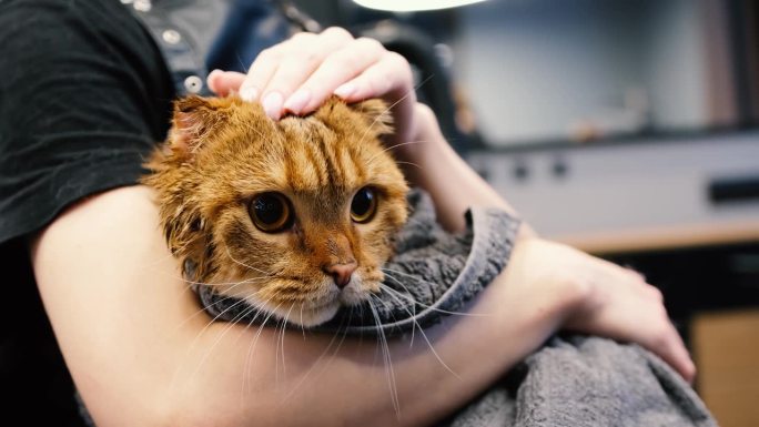 专业的猫咪美容沙龙护理