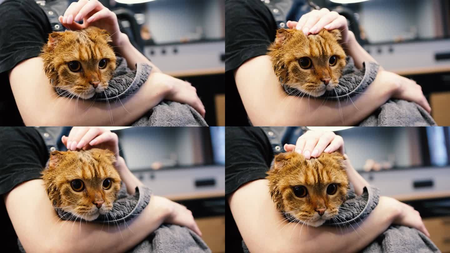 专业的猫咪美容沙龙护理