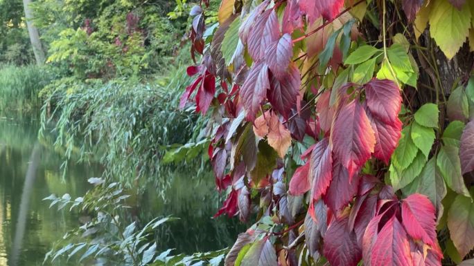红叶的少女葡萄爬树在河边
