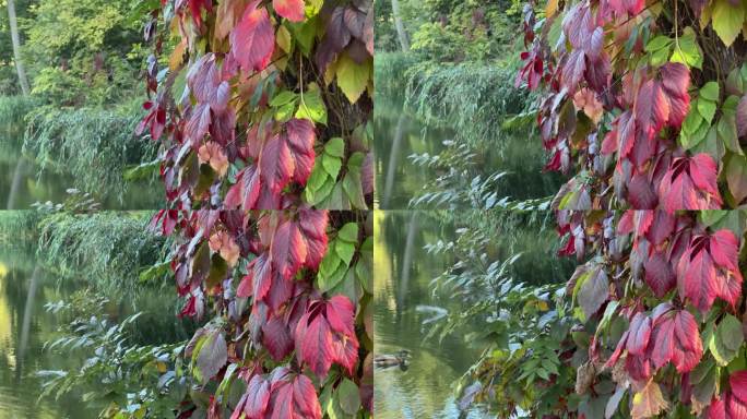 红叶的少女葡萄爬树在河边