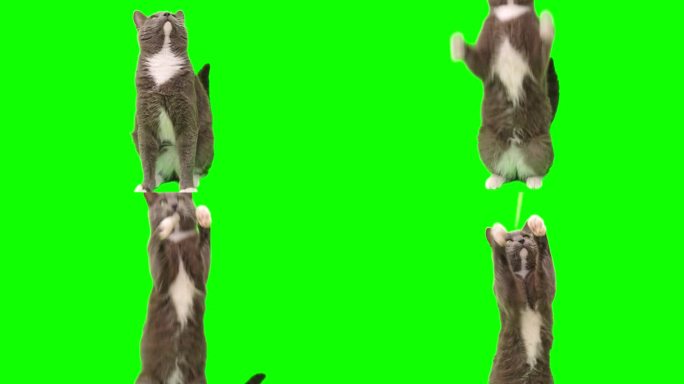 猫在绿屏上变色。灰猫被隔离在绿幕上。猫在坐着，抬头看，玩耍和抓东西。猫舔它的口鼻。小猫的视频。键控。
