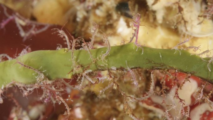 附在水藻上的甲壳虾群，片足目。杂食性，以硅藻、碎屑、原生动物和甲壳类动物的幼虫为食。白海