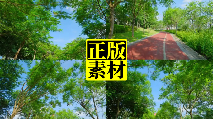 蓝楹花树荫跑道林荫小路滨江公园跑道