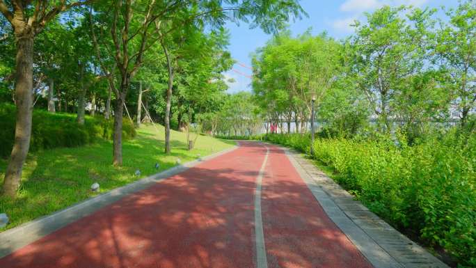 蓝楹花树荫跑道林荫小路滨江公园跑道