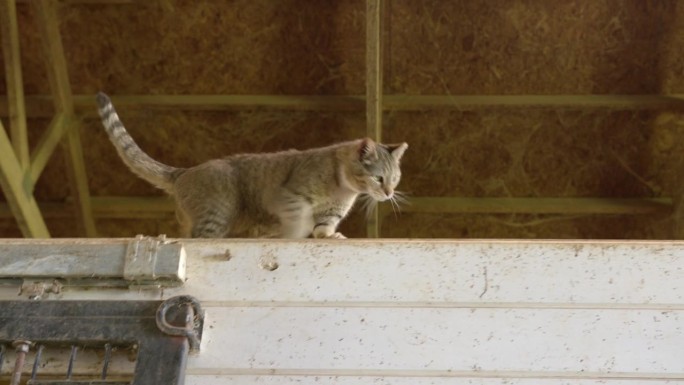 可爱的农场猫沿着墙走在马马厩的谷仓通道墙的帽子