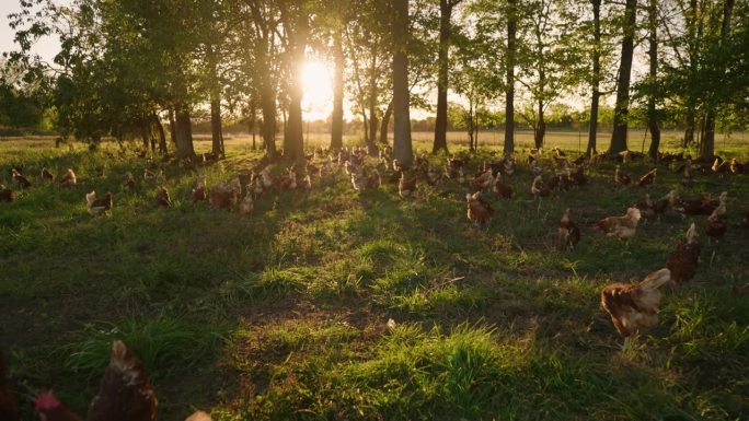 大群的鸡在无笼养鸡场的金色牧场上吃草，倾斜4k慢动作与太阳耀斑