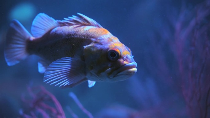 水中环境中的彩旗岩鱼。特写镜头