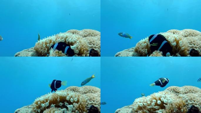 马鞍背小丑鱼从珊瑚礁的泡泡珊瑚中浮出水面。水下