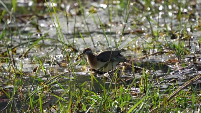 在尼泊尔奇旺国家公园的沼泽里，一只幼年的青铜翅叶鹃。