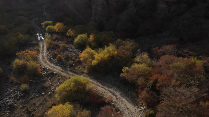 林间小路 落叶松 贺兰山 秋色 黄色树木