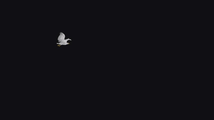 白海鸥鸟-飞越屏幕- I - Alpha频道