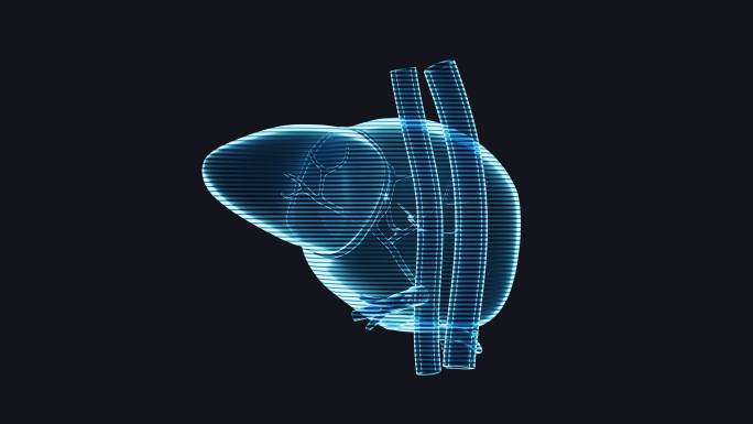 肝脏器官与生物医学循环动画3D渲染
