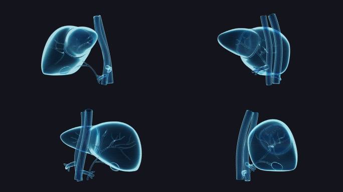 肝脏器官与生物医学循环动画3D渲染