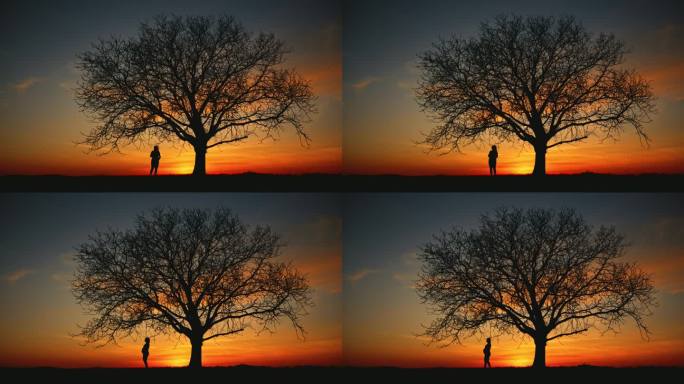 日出时孕妇站在树下的剪影