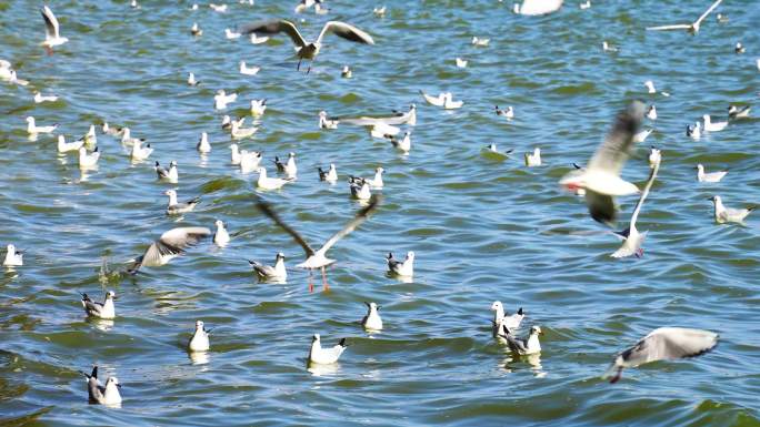 冬天深圳湾公园海边飞翔红嘴海鸥群