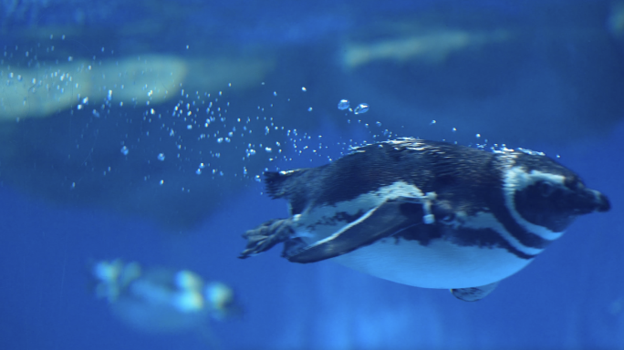 4K海洋公园极地动物馆企鹅海豹空镜