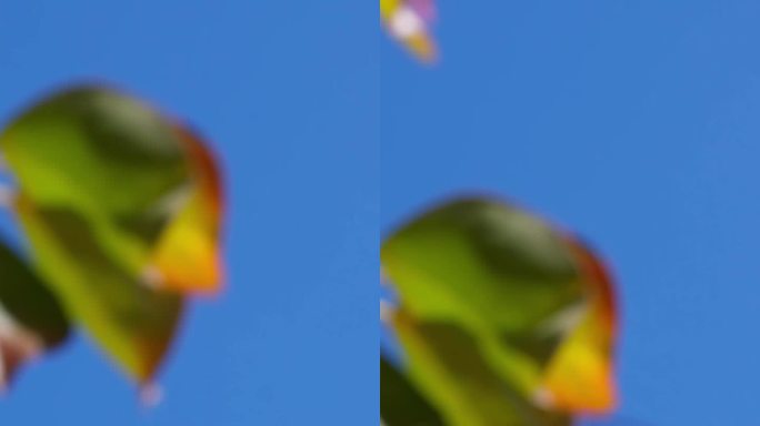 蝴蝶在花园里飞在果树的叶子上，相机追逐蝴蝶，首先是视角相机特写垂直