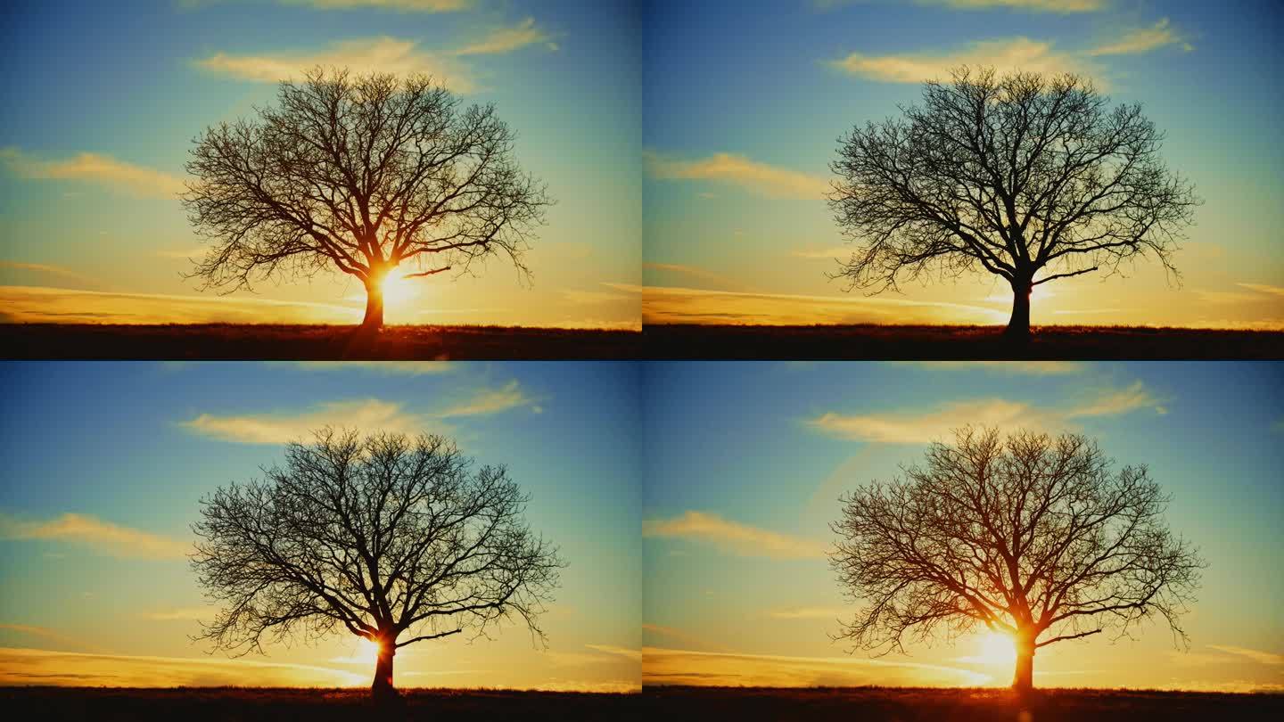 太阳在乡间美丽的剪影树后升起