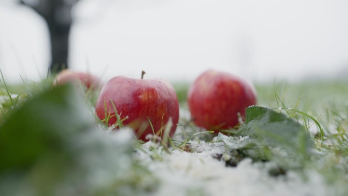 下雪时，手持拍摄的新鲜苹果特写镜头
