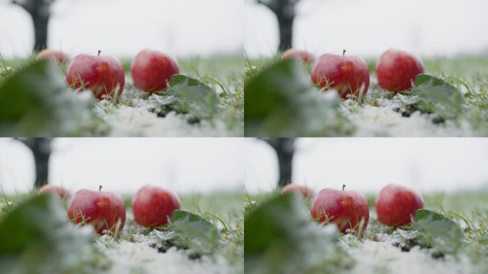 下雪时，手持拍摄的新鲜苹果特写镜头