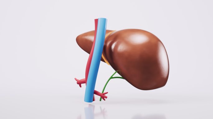 肝脏器官与生物医学循环动画3D渲染