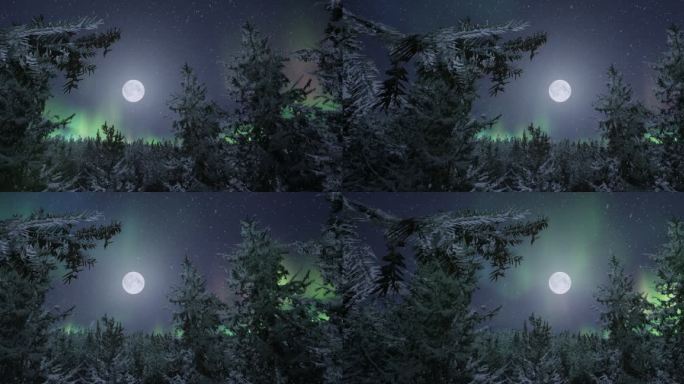 4k唯美月夜极光飘雪针叶林背景