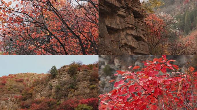 4K实拍秋天的红叶