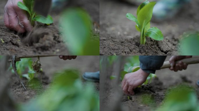 祈福 祭祀 立春 冬日 耕种 播种 秧苗