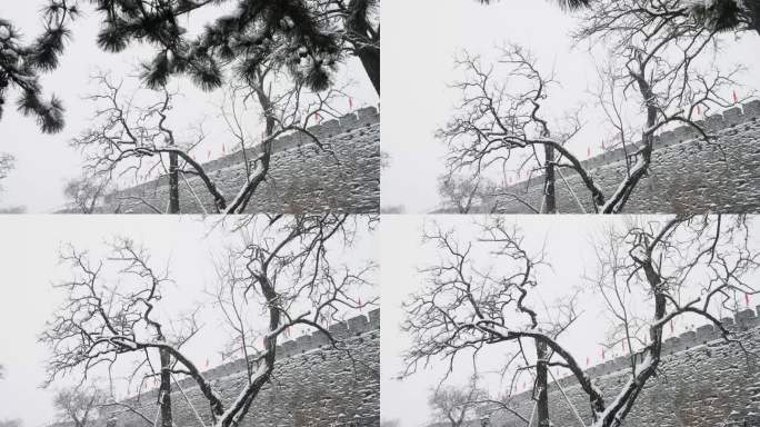 大雪中古城墙边的老树杈