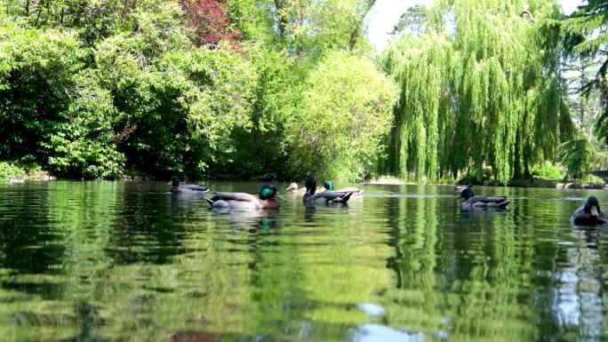 加拿大维多利亚州的碧肯山公园野生动物树木在春天和夏天的绿色树叶池塘美丽的天气在市中心散步