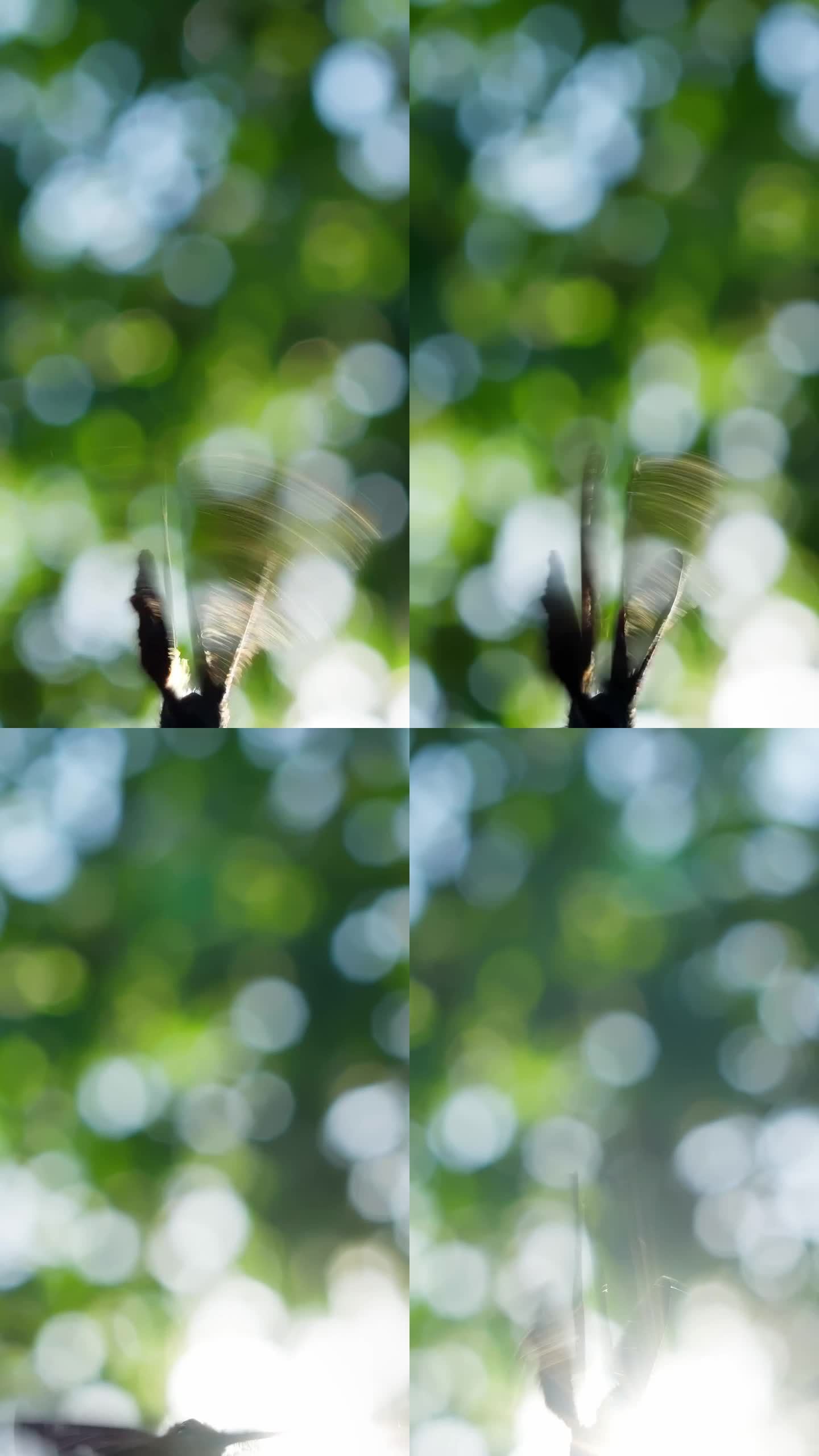 第一个点视角相机特写蝴蝶在阳光下飞行相机追逐蝴蝶垂直