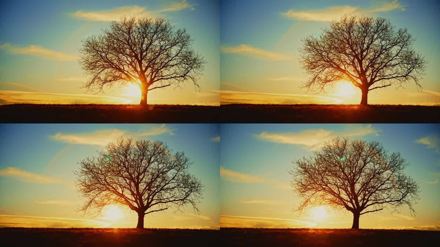 在田园诗般宁静的早晨，太阳从树的剪影后升起