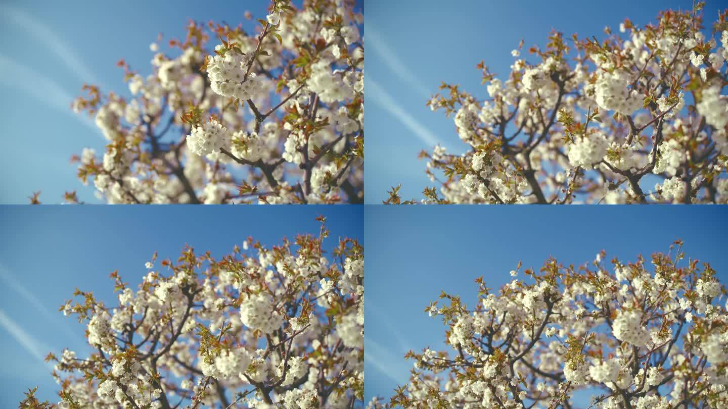阳光明媚的蓝天下，树上盛开着白色的樱花