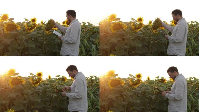 农学家，男农民，收割前在农田检查葵花籽的质量控制，并在电子平板电脑上做笔记。智能农业数字农业，现代科