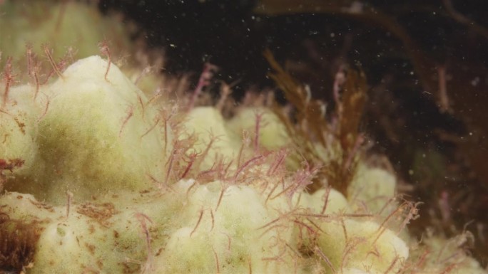 片足目骨虾群。杂食性，以硅藻、碎屑、原生动物和甲壳类动物的幼虫为食。白海