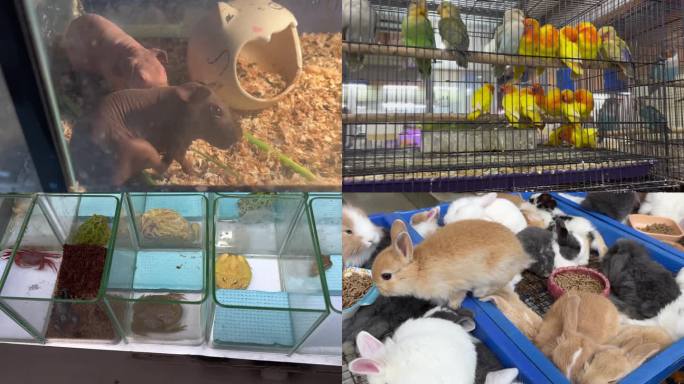 广州宠物市场  鹦鹉小鸟 兔子 鼠