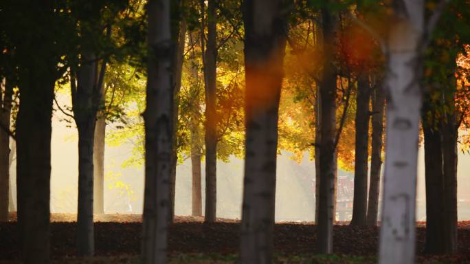 树林丁达尔光 早晨红枫林 光线透过树梢